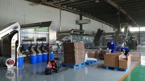 思茅區(qū) 傳統(tǒng)與創(chuàng)新共舞 繪就有機(jī)茶發(fā)展新畫卷